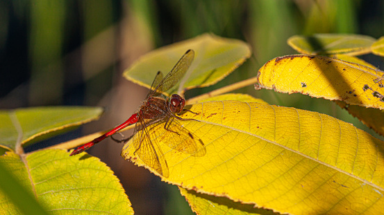 A Sympetrum dragonfly enjoys the last rays of the sun in the boreal forest.