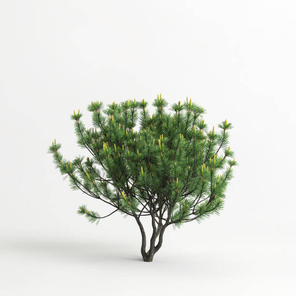 istock 3d illustration of pinus mugo tree isolated on white background 1420745187