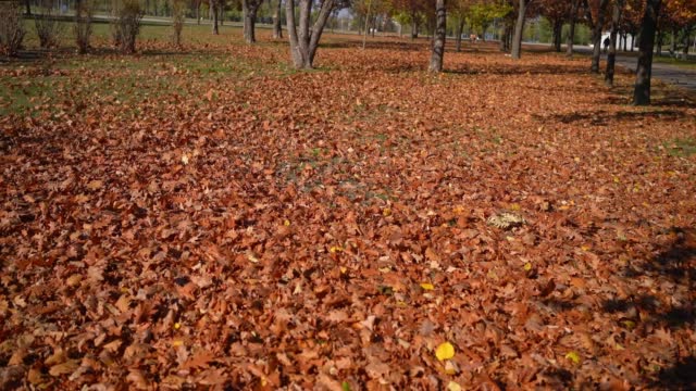 Falling autumn leaves in a public park