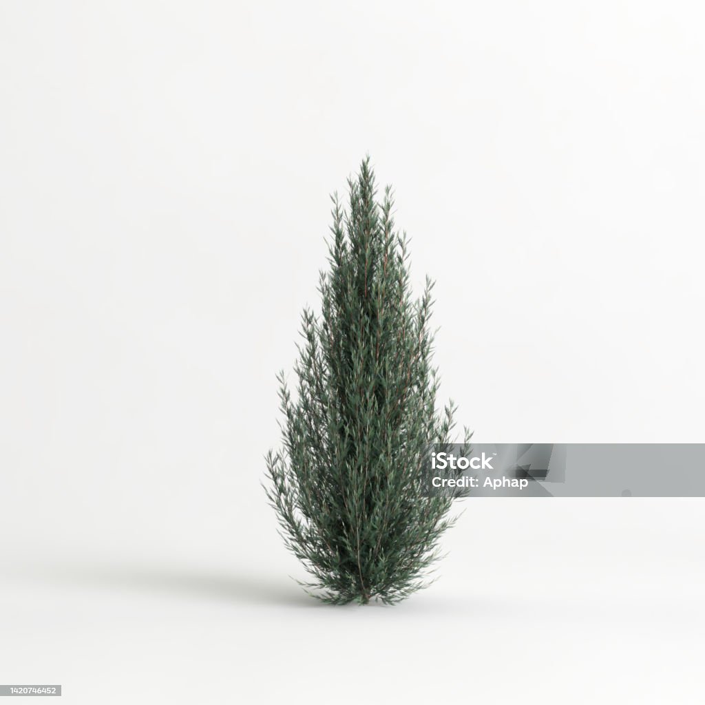 3d illustration of juniperus scopulorum wichita blue tree isolated on white background Juniper Tree Stock Photo