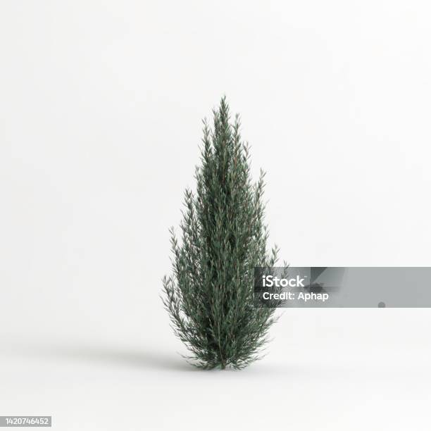 3d Illustration Of Juniperus Scopulorum Wichita Blue Tree Isolated On White Background Stock Photo - Download Image Now