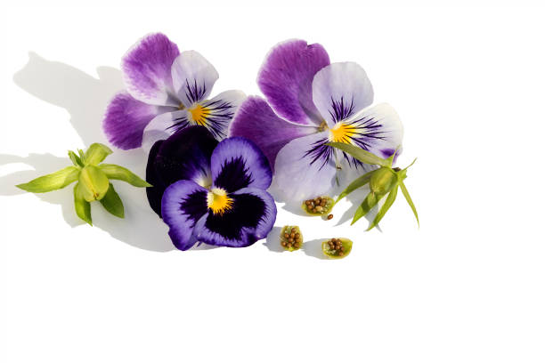 istock Small ripe flower seeds with bright inflorescences for sowing seedlings, white background. 1420746507