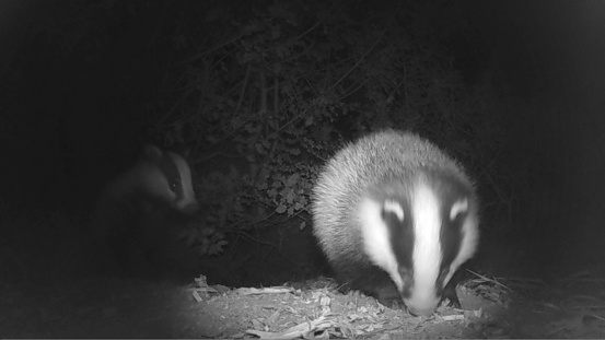 Close up shot of badgers foraging at night next to the sett