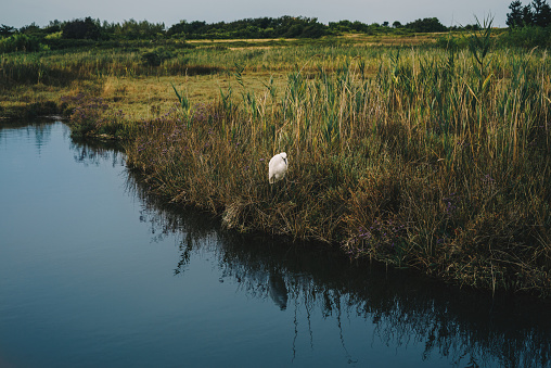 Little egret, Egretta garzetta in marsh near seaside. Near Croatian city of Nin. Protected bird.