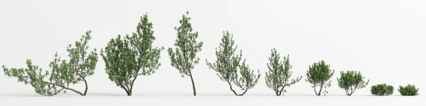 istock 3d illustration of set pinus mugo tree isolated on white background 1420747071