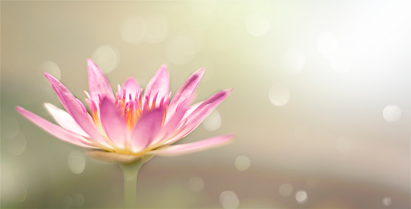 Closeup of pink lotus flower bokeh background blur with light.