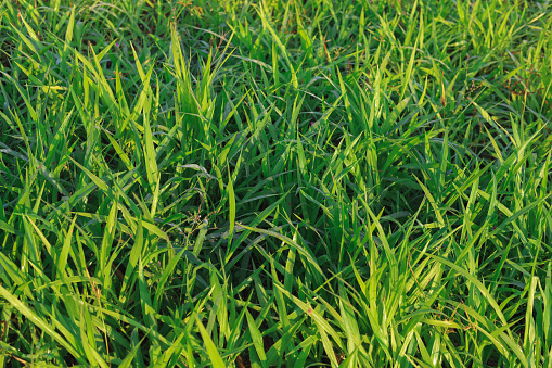 Ruzi grass for feeding animal, Brachiaria ruziziensis