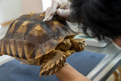 Turtles are Exotic Pets. Sulcata Tortoise or African spurred tortoise are in the veterinary examination room.