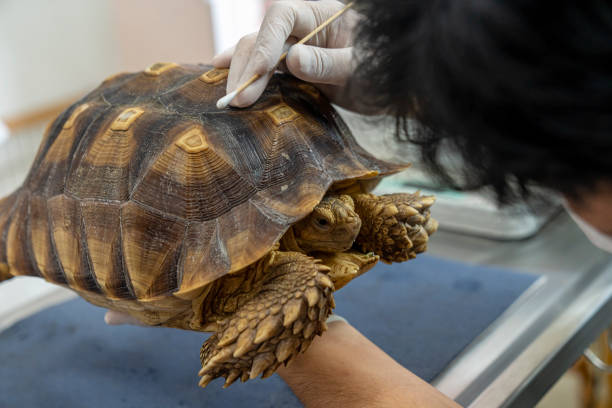 Turtles are Exotic Pets. Sulcata Tortoise or African spurred tortoise are in the veterinary examination room. stock photo