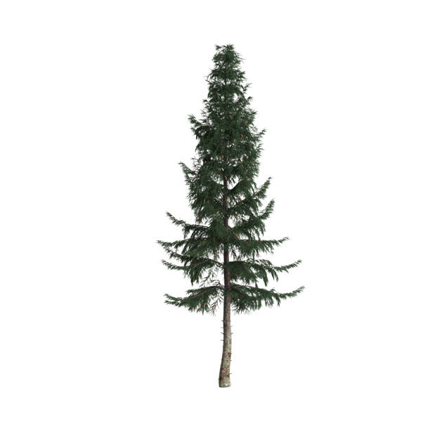 istock 3d illustration of picea abies tree isolated on white background 1420749782