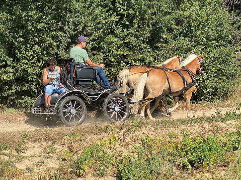 Amish Buggy at Sunrise on rural Indiana road