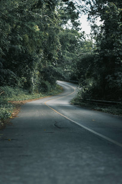 istock Mountain forests, roads with dense pine forests in the mountains. 1420752927
