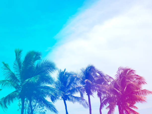 istock Coconut palm trees on summer colorful sky, beautiful tropical background with space, bottom view. Gradient colors with light blue, purple and pink. 1420753821