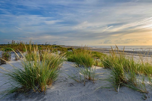 Early morning beach scene with beautifully lit grasses