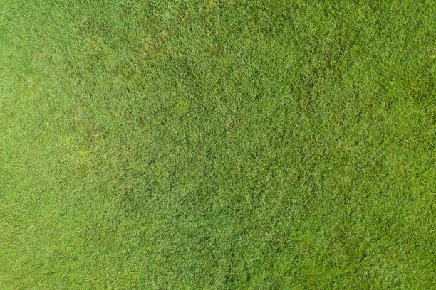 istock Green grass texture and background. Top view, drone, aerial view 1420757462