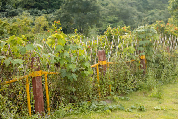 istock A fence in the woods 1420759841