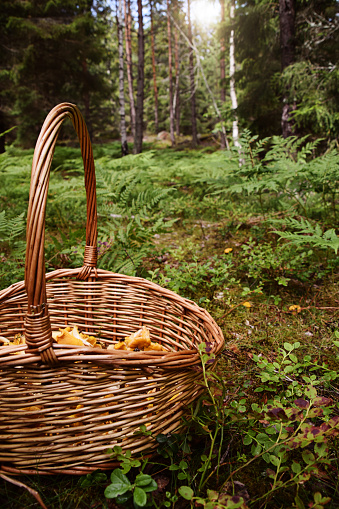 Basket with chanterelle mushrooms. Concept of picking mushrooms outdoors in the forest on beautiful autumn day. Photo taken in Sweden.