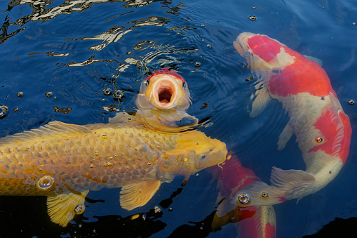 Colorful koi carp of different varieties swim in the pond looking for food.