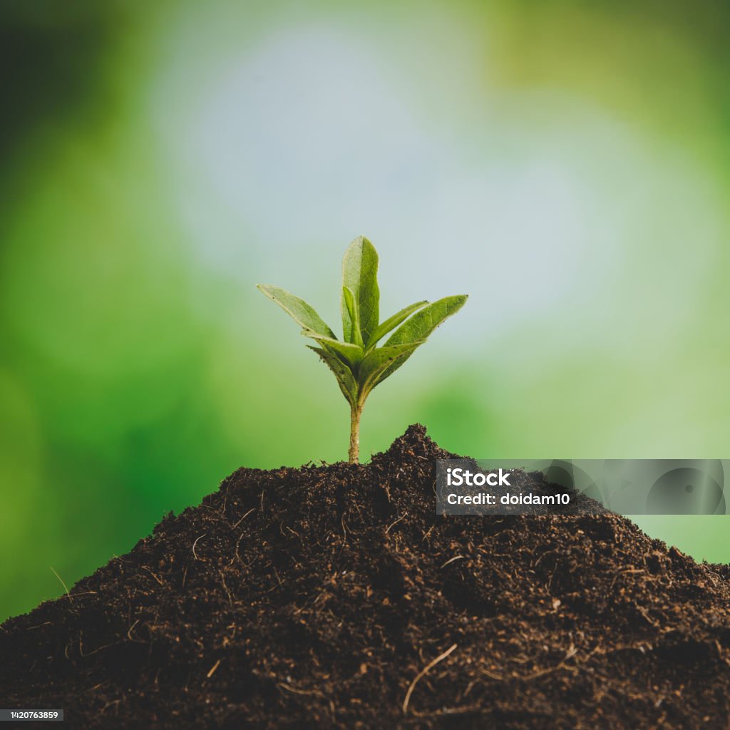 Young small green new life growth on soil in ecology nature. Care plant trees and grow seedlings and protect in garden in earth on world environment day. development environmental-agriculture concept Agriculture Stock Photo
