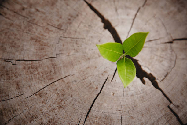 Closeup tree new life growth ring. Strong green plant leaf growing on old wood stump. Hope for a new life in future natural environment, renewal with business development and eco symbolic concept. Árbol de primer plano anillo de crecimiento de nueva vida. hoja de planta verde fuerte que crece en un muñón de madera viejo. esperanza de una nueva vida en el futuro entorno natural, renovación con desarrollo de negocios y concepto eco simbólico.