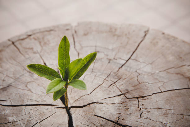 árbol de primer plano anillo de crecimiento de nueva vida. hoja de planta verde fuerte que crece en un muñón de madera viejo. esperanza de una nueva vida en el futuro entorno natural, renovación con desarrollo de negocios y concepto eco simbólico. - spring nature life events arrangement fotografías e imágenes de stock