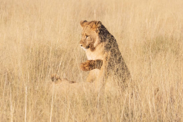 istock Juvenile Lions play in the tall grass 1420766109