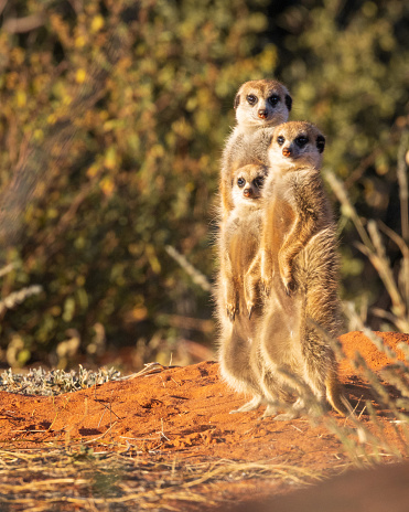 Two meerkats are standing and watching together on the ground. Sunlight and deep shadow