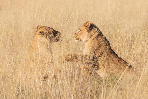 Juvenile Lions play in the tall grass, wildlife photography whilst on safari in the Tswalu Kalahari Reserve in South Africa