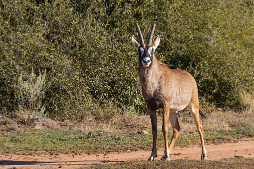 Roan antelope, wildlife photography whilst on safari in the Tswalu Kalahari Reserve in South Africa