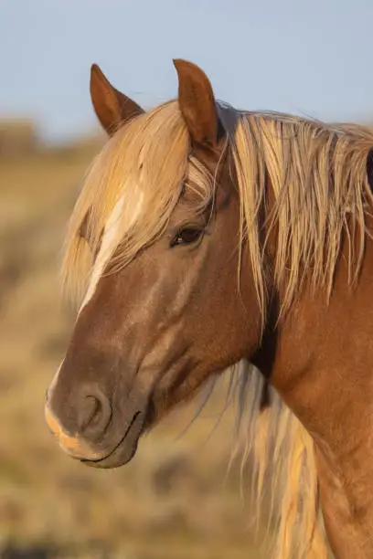Photo of Beautiful Wild Horse in the Wyoming Desert