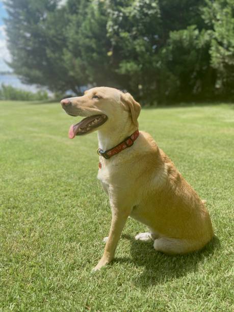 istock A yellow Labrador Retriever dog sitting in grass side view 1420768480