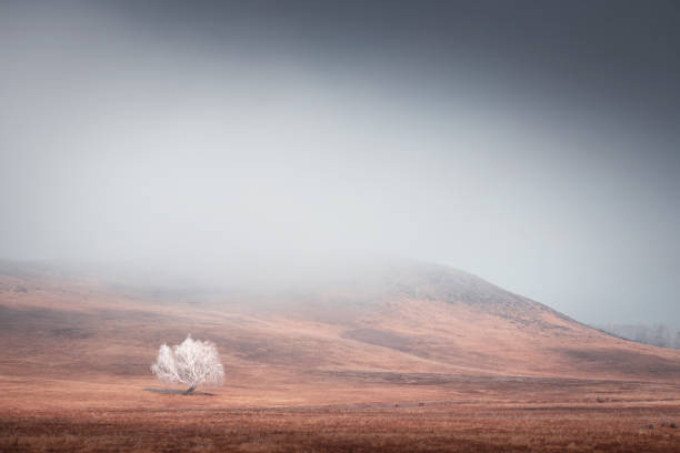 istock Frost-covered tree in autumn mountains at foggy sunrise. 1420770817