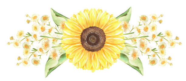 ilustraciones, imágenes clip art, dibujos animados e iconos de stock de borde de girasoles y manzanilla. ilustración en acuarela. aislado sobre un fondo blanco. - chamomile plant chamomile bouquet wildflower