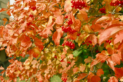 Red viburnum among red, yellow and green leaves. Ripe berries of red viburnum grow on a tree in autumn.