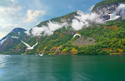 Norwegian fjords sea landscape view with flying seagulls, Norway, Sognefjord mountain landscape.