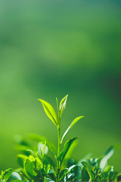Tea bud and leaves on tea plantations closeup. High quality macro photo with copy space blurred background for advertising text