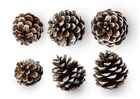 Snow pine cones isolated on white background with clipping path.