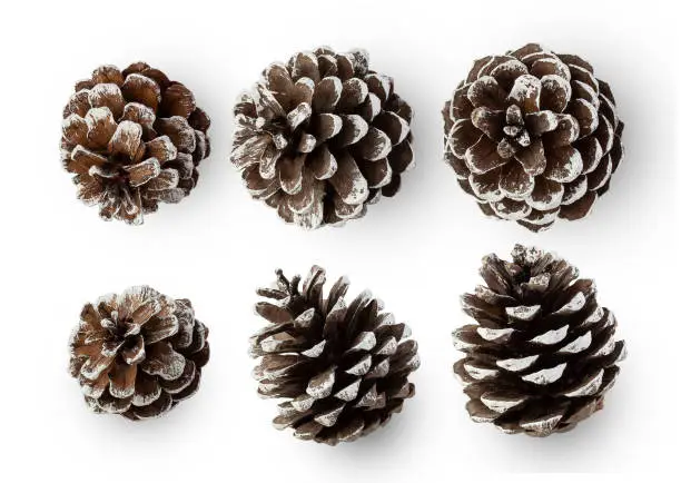 Photo of Snow pine cones isolated on white background with clipping path