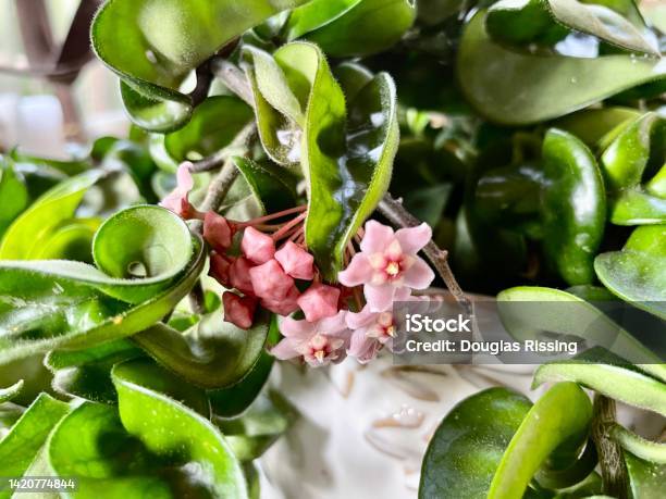 Hoya Carnosa Compacta Wax Plant Stock Photo - Download Image Now - Agriculture, Beauty, Blossom