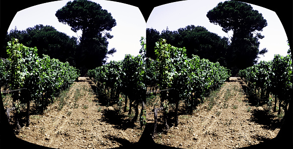 Row of grape vines