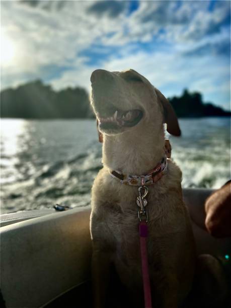 istock A mixed breed dog riding in a boat on a lake 1420775459