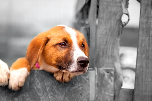 Portrait of sad dog puppy in shelter behind fence waiting to be adopted