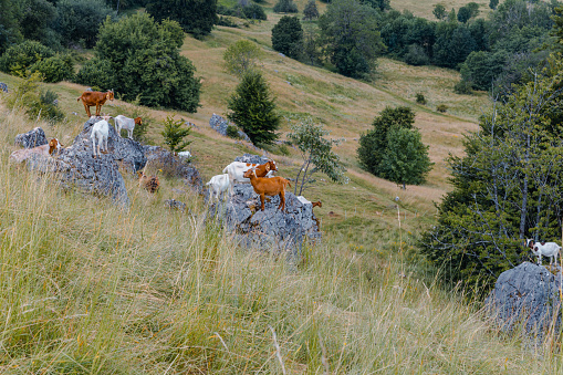 Herd of goats in free nature on green grassy landscape