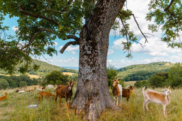 Herd of goats in free nature on green grassy landscape