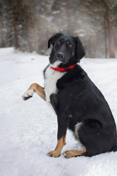 Black and white dog sitting on white snow