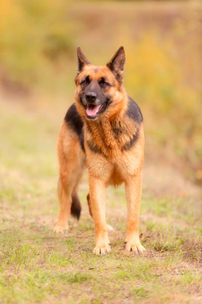 istock Adorable German shepherd standing in the grass 1420776763