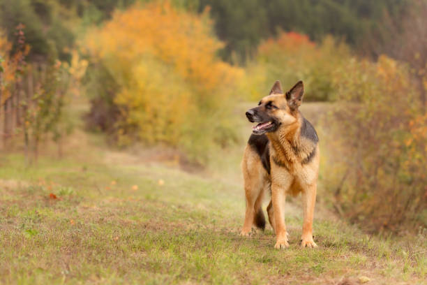 istock Adorable German shepherd standing in the grass 1420776773