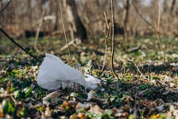 Photo of Plastic bag in spring forest. Plastic garbage in nature. Spring forest with scattered white plastic bags. Ecological catastrophe. Pollution of environment with garbage.