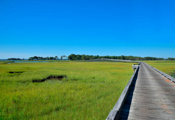 istock Wooden Bridge Over Wetland Marsh 1420778290