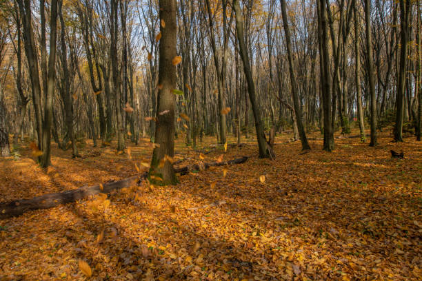 Autumn forest stock photo